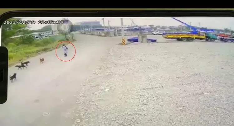 司姓男子逃離槍殺案現場時，被一群狗包圍。民眾提供