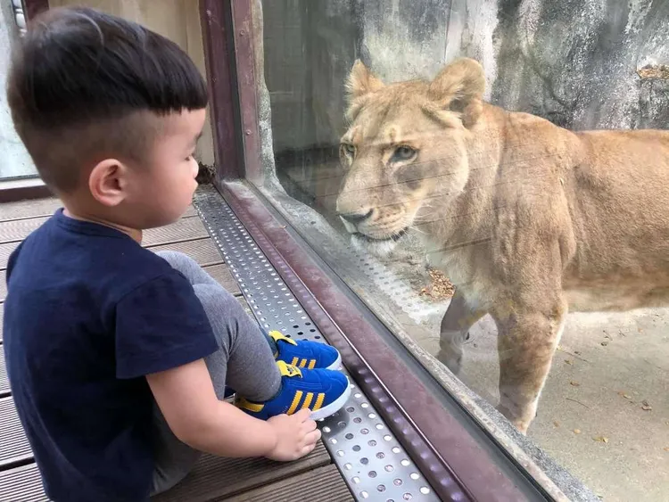整建後的高雄市立壽山動物園將於後天（16日）試營運。高市府提供