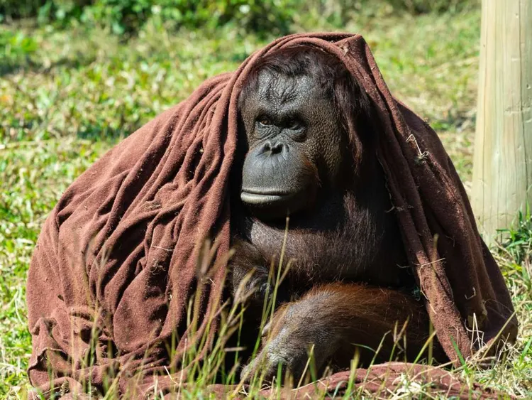壽山動物園後天重開園，但官網訂票系統今一開放，因瞬間爆增流量當機，高市府呼籲民眾可改到7-11 ibon或kkday預購票。高市府提供