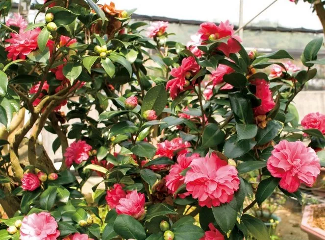 新竹縣將於本周末舉辦茶花季，並首度結合漢服，以「茶花漢服」為主題規劃表演。新竹縣政府提供