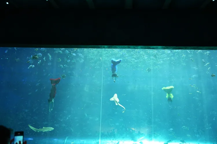 水族缸內每天定時上演美人魚秀。黃盈甄攝