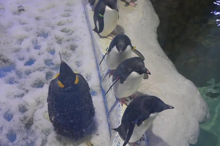 可愛的企鵝區。黃盈甄攝