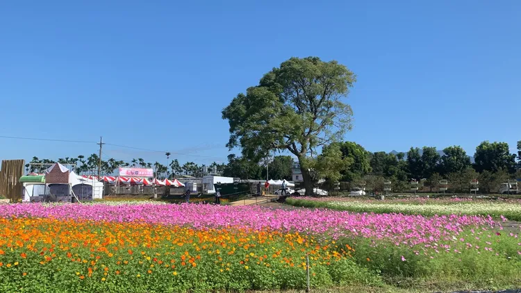 台中今天天氣好，藍天白雲搭配綠樹彩色花卉，宛如南法鄉村風情。曾雪蒨攝