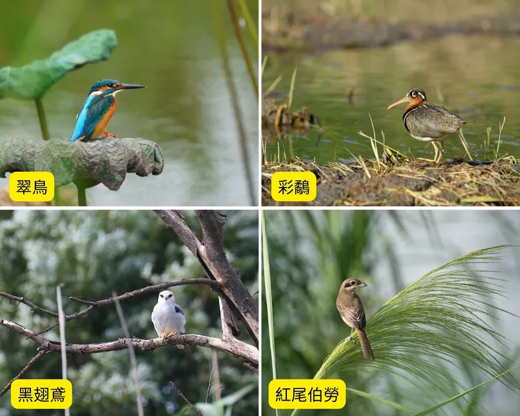 新海人工濕地創造友善生態水域環境，讓保育類物種回歸。新北市府提供