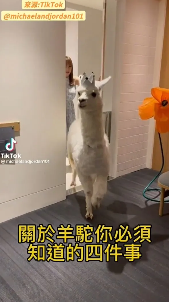 羊駝性情溫馴比較膽小。TikTok@michaelandjordan101 提供
