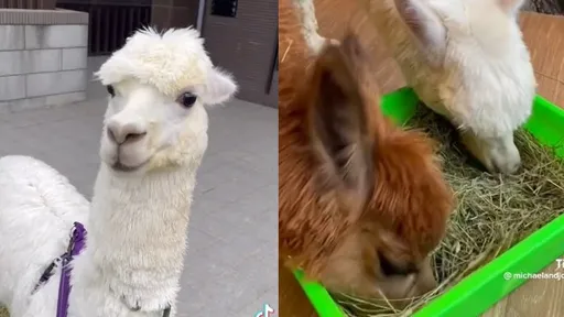 萌獸羊駝面試鏟屎官！四要素曝光　麥可保證：才不亂吐口水