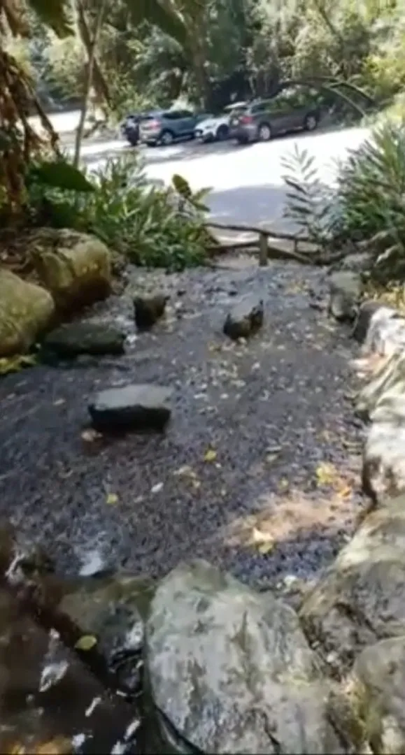 涉水步道踩水。FB粉專：東蛙池塘 DongWa 提供