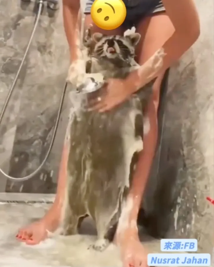 讓麻麻洗澡最舒服不過了   沖洗過程中還吐出那圓潤小舌頭，金勾椎。FB社團《Raccoons Family》FB：Nusrat Jahan 提供