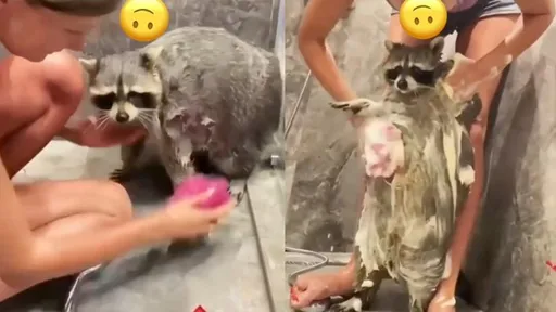 好乖！浣熊洗澡任主人擺布　一邊馬殺雞大秀渾圓肚肚