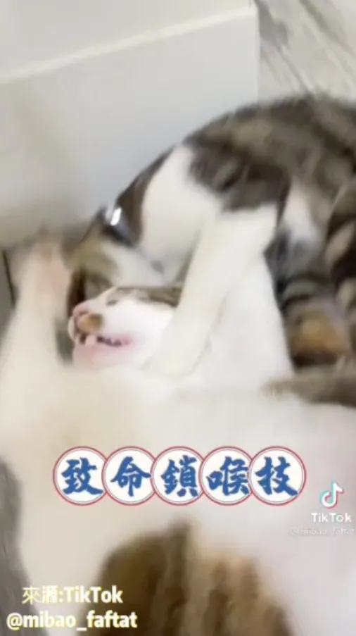 一句『要你管，怎樣』，就讓輝哥立馬斷了理智線(◣_◢)，以迅雷不及掩耳的速度將咪寶鎖喉伺候（嚇死寶寶。TikTok@mibao_faftat 提供