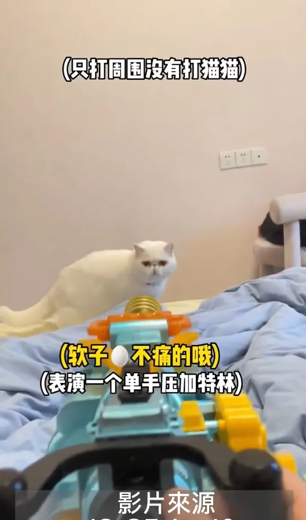看我無辜的大眼，你忍心嗎？
IG @7sins46 提供