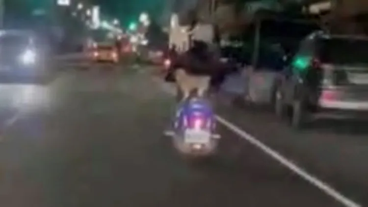 女騎士讓瑪爾濟斯站在機車後座，一路從高雄草衙騎到旗津。‎翻攝臉書旗津咱們的故鄉