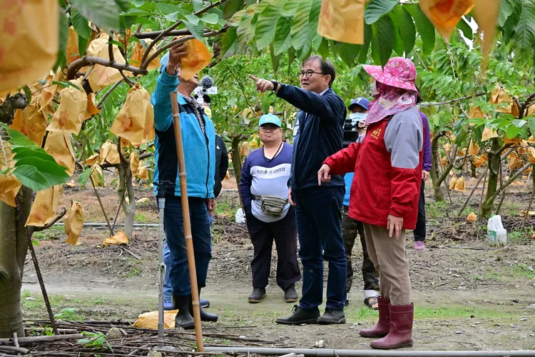 立委劉櫂豪前往卑南鄉視察鳳梨釋迦果園落果災損。劉櫂豪立委辦公室提供