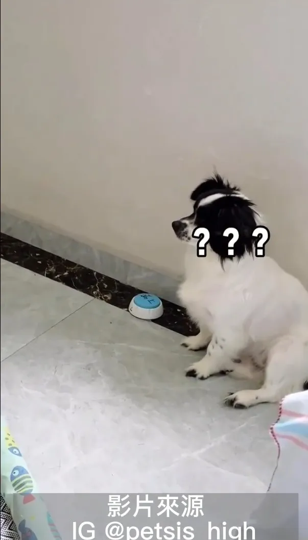 我負責看戲就好。IG @petsis_high 提供