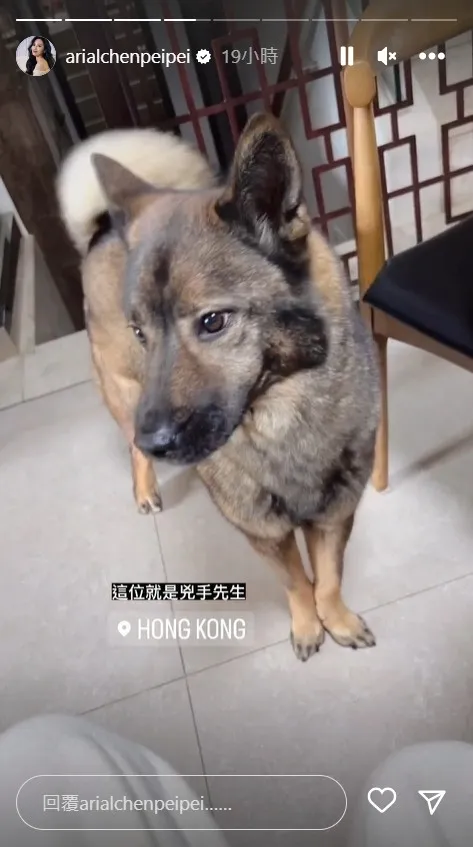 陳佩佩還分享兇手先生的影片，是一隻中型米克斯犬。翻攝arialchenpeipei的IG