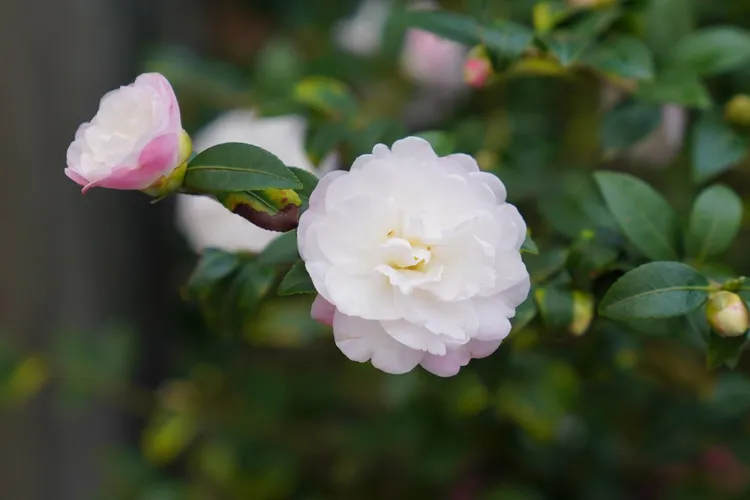 正值開花期的「昭和之光茶花」。新竹市府提供