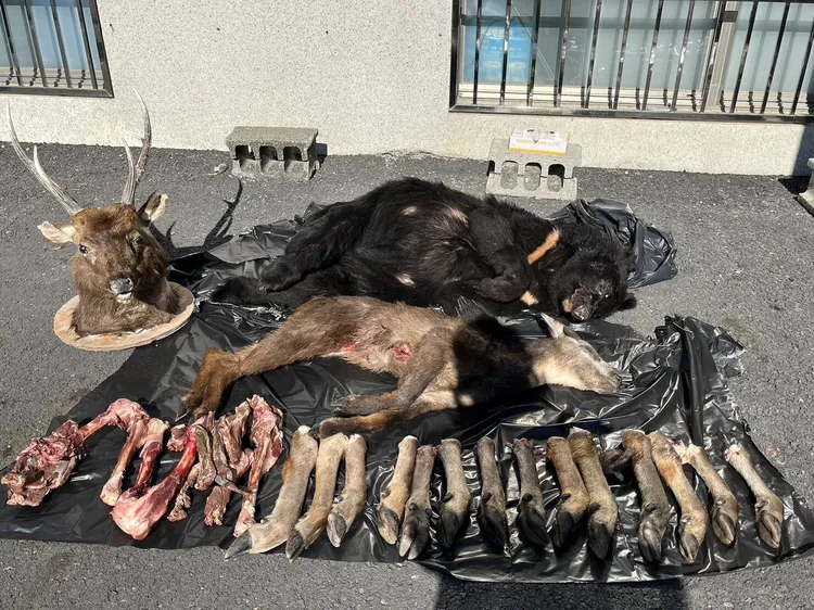 檢警查扣的被獵殺黑熊等物種。屏檢提供