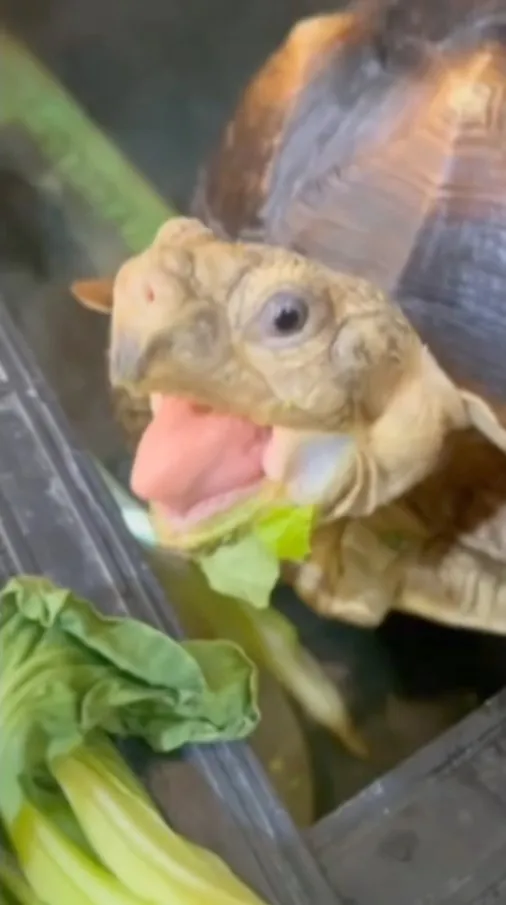 這位大哥，內用限50分鐘+低消青江菜套餐一份　為確保食材衛生及食品安全，嚴禁外帶！請將下巴的葉菜擺回桌上。FB粉專：《陸龜 蘇卡達爬蟲 交流》 提供