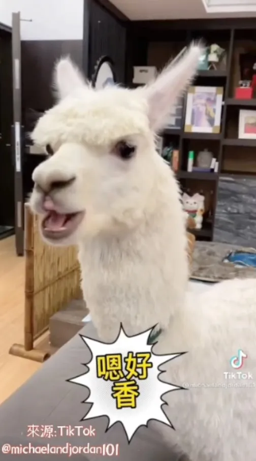 草泥馬：就知道阿嬤對我最好～一定會把手中美味香瓜給我吃，因為我不曾對阿嬤發脾氣，最愛阿嬤了。TikTok@michaelandjordan101 提供