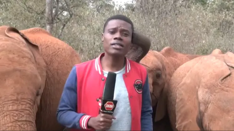 小象一開始只「摸」記者左耳。法新社