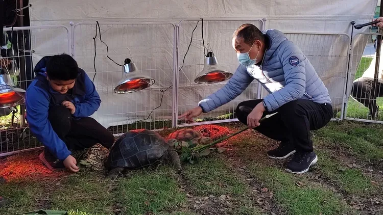 現場展示寵物龜、蛇等動物，天冷需要紅外線保溫燈維持正常生理機能。新北市府提供