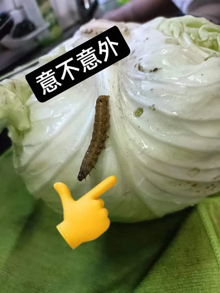 因為好心的主婦看到牠後不忍殺害，把牠養了起來。引自「爆怨公社」