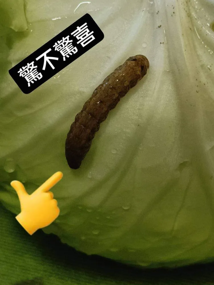 這是一隻幸福的菜蟲。引自「爆怨公社」