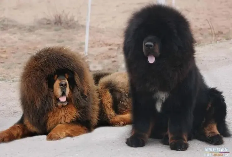 西藏獒犬是一種體型較大、性格兇猛的狗。翻攝業餘電視愛好者微博