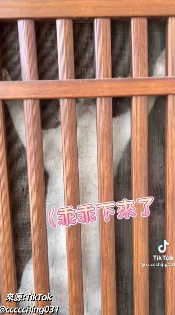 我是蜘蛛貓，瞧瞧我的技術。TikTok@r7301__ 提供