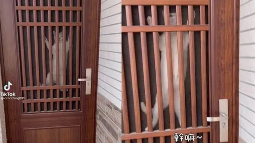 貓咪超會爬紗門！逗趣短片曝光　網笑「《蜘蛛貓》現正熱映中」