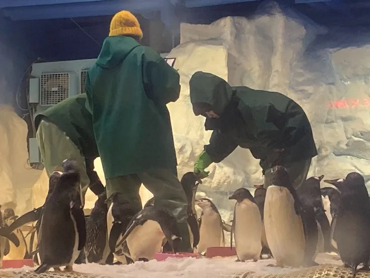 飼養企鵝。陳宏銘攝