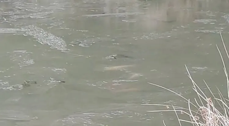 冰面下的錦鯉也慢慢的悠游自在。民眾提供