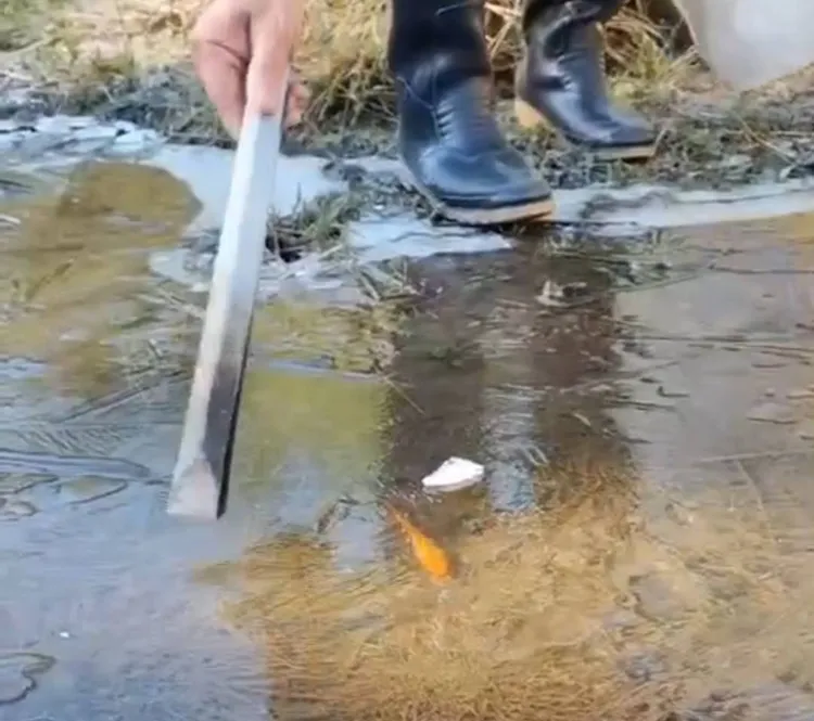 民眾發現冰面下的魚兒好像也被冰凍了。民眾提供
