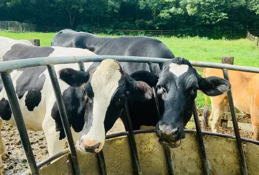 天冷買氣慘！藍委為酪農請命「班班喝牛奶」　陳吉仲這樣回應