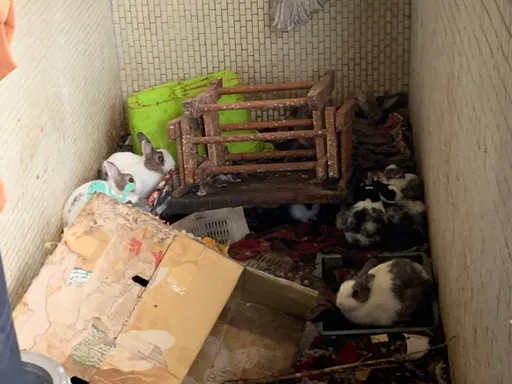 桃園平鎮80隻兔子毀掉房價 屎尿轟炸讓市值打8折