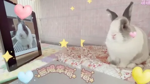 兔兔也會視訊傳情?防疫日常也能很呆萌 30秒影片讓網直喊暖心