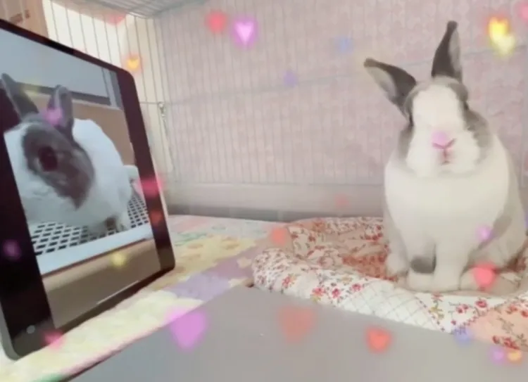 萌萌心想「腦公網路品質不佳，先別視訊，用預錄影片傳送，讓我一解思念之愁？！」當我吃素的嗎？FB粉專：萌萌公主兔世界 提供