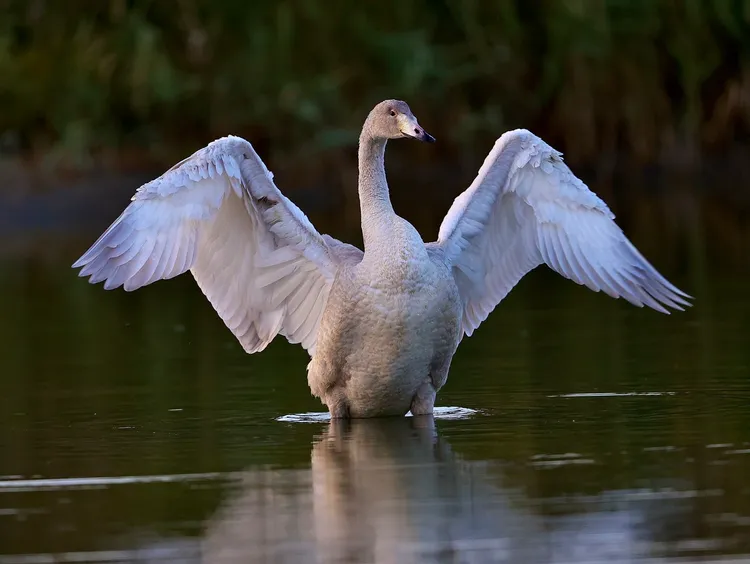 黃嘴天鵝的翅膀完全展開時超過2公尺。台灣野鳥保育協會理事王國衍提供