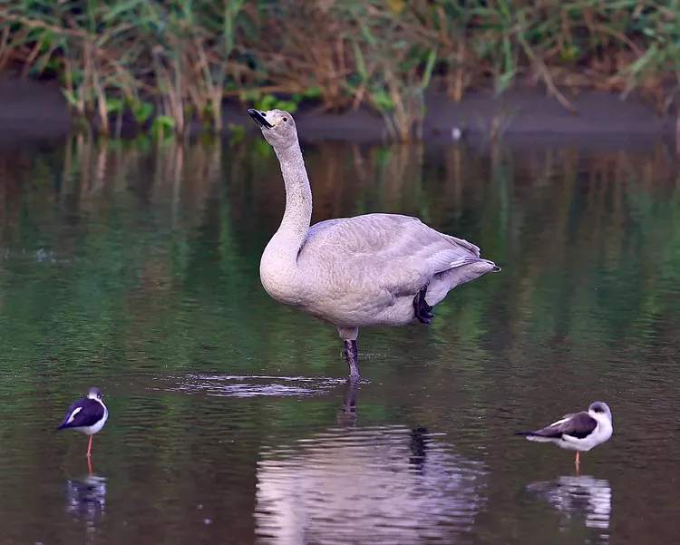 黃嘴天鵝跟體型較小的候鳥相處融洽。台灣野鳥保育協會理事王國衍提供