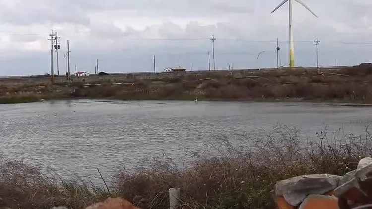 通霄漁港附近魚塭，最近來了芬蘭國鳥、黃嘴天鵝的嬌客。民眾提供