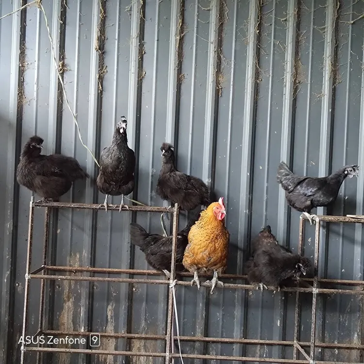 3年多前陳俊宏從友人受贈2對西馬尼烏雞，在民宿園區飼養，供民眾觀賞。陳俊宏提供