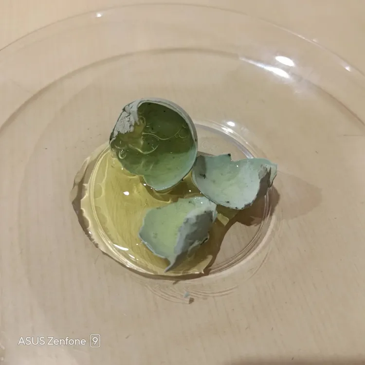 陳俊宏把其中兩顆完整的蛋打破，發現其中有一顆蛋內有蛋白沒蛋黃，另一顆則是完整的。陳俊宏提供