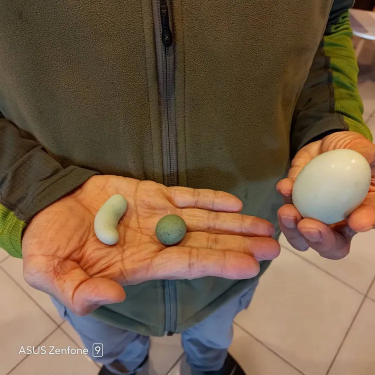 西馬尼烏雞所產下的蛋比一般雞蛋小很多，甚至還有變形蛋。民宿業者陳俊宏提供