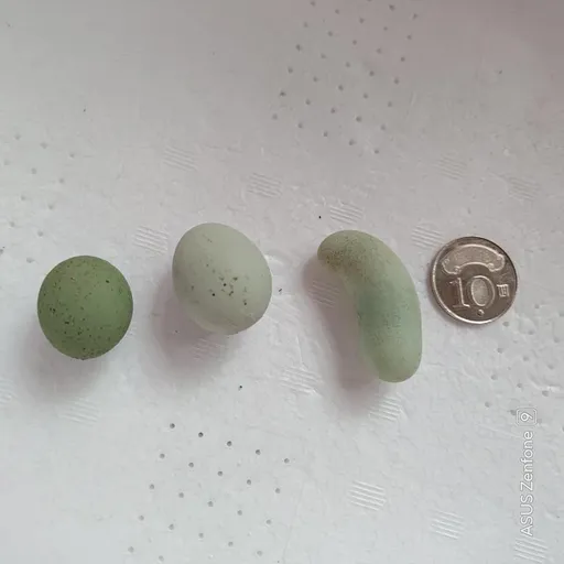 雞界「藍寶堅尼」產下腰果蛋 網友稱奇「變形的很有個性」