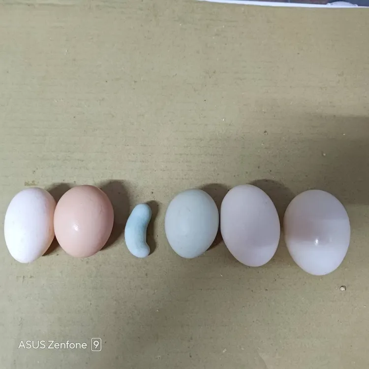 西馬尼烏雞所產下的蛋比一般雞蛋小很多，甚至還有變形蛋。陳俊宏提供