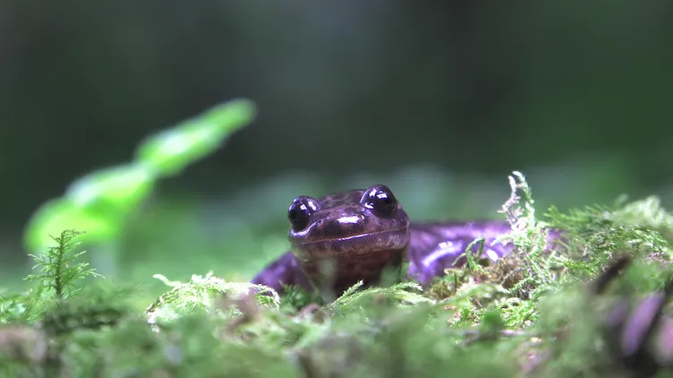 伍佰分享山椒魚是他前所未見的生物，呆萌的很可愛，圖為楚南氏山椒魚。大麥影像傳播工作室提供