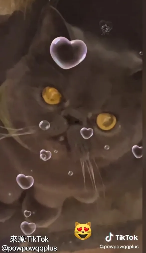 看我這雙迷人的大眼，是不是被我電暈 了。TikTok@powpowqqplus 提供