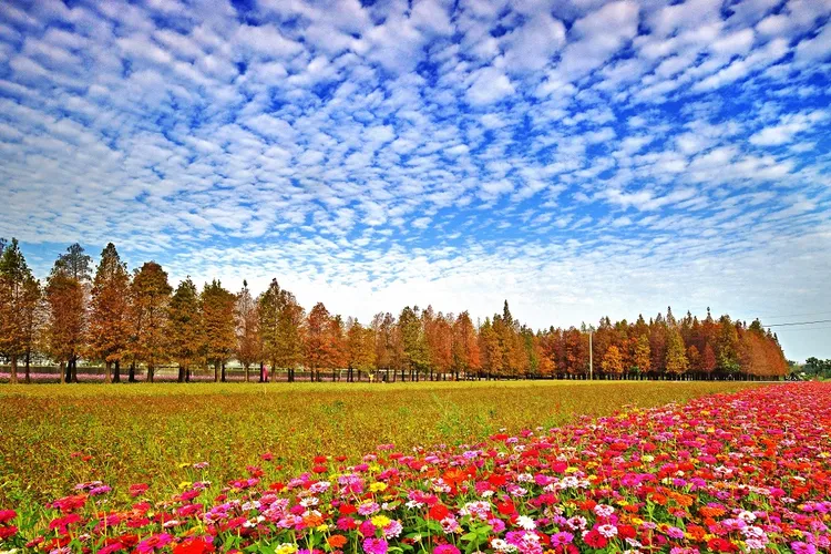 六甲落羽松。洪明春攝影，六甲區公所提供