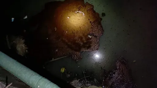 臭到感覺噁心! 高雄包公廟後方大排遭偷倒重油汙染