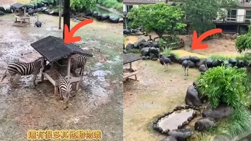 一堆禽獸就在你房外 到新竹這裡當心淪陷